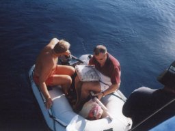 Törn 2001